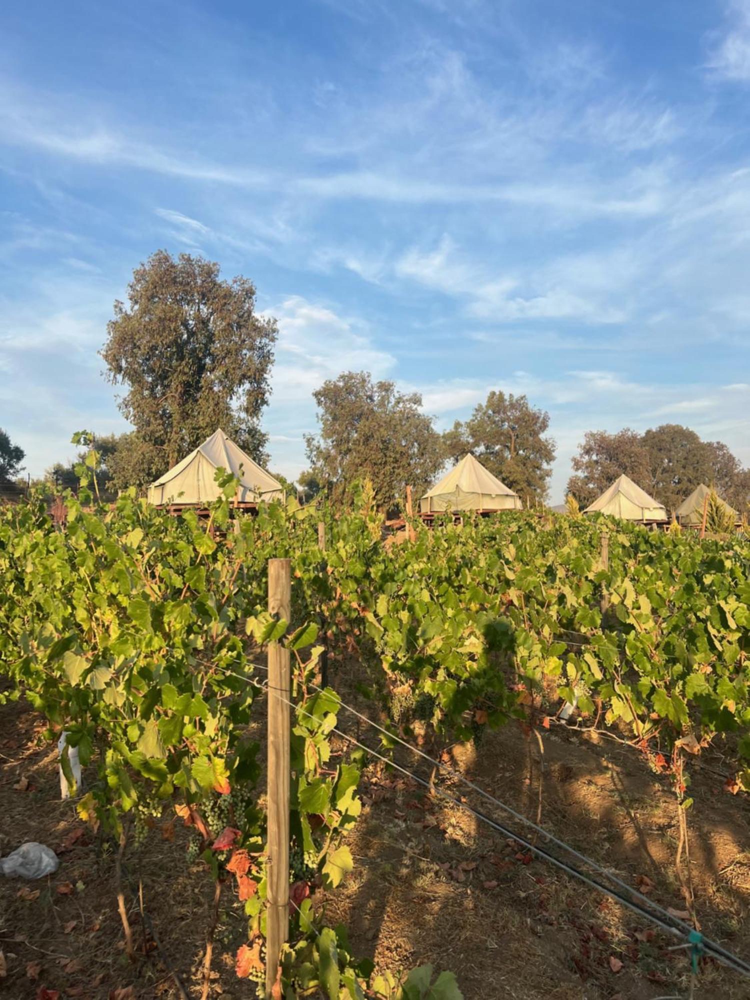 Lago Valle Wine Glamping Valle de Guadalupe Exteriör bild
